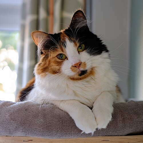 Calico