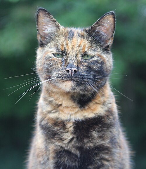 Tortoiseshell ("tortie")