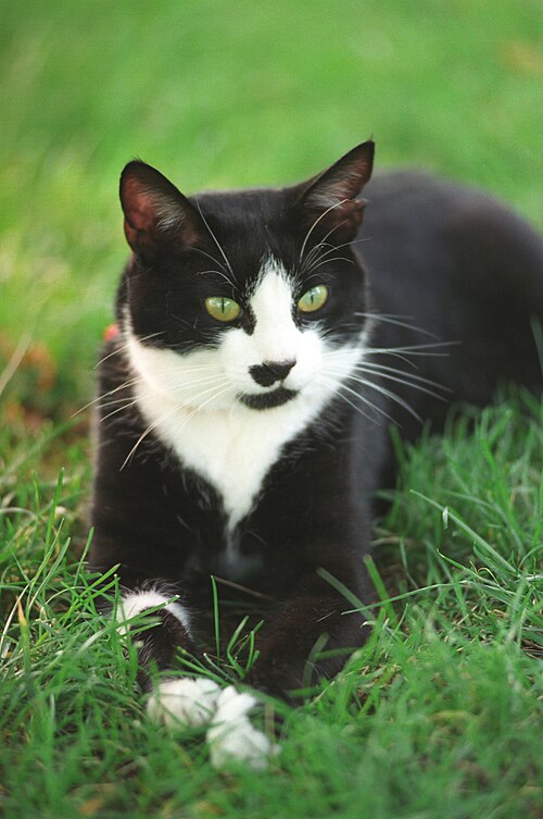 Tuxedo ("bicolor" / "jellicle")